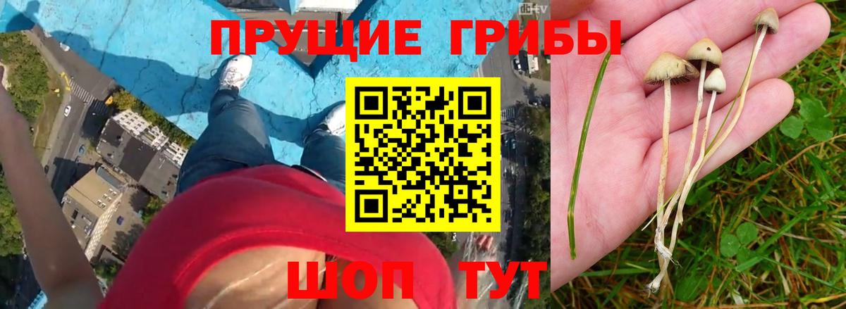 Югорск  Псилоцибиновые грибы MAGIC MUSHROOMS  Вход с VPN 